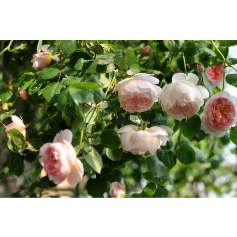 權杖之島 Scepter＇d Isle 植株強健多花/耐熱/沒藥香-細節圖5