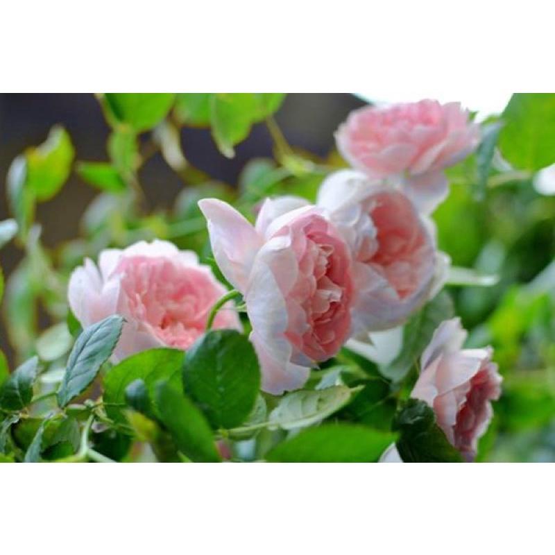 權杖之島 Scepter＇d Isle 植株強健多花/耐熱/沒藥香-細節圖6