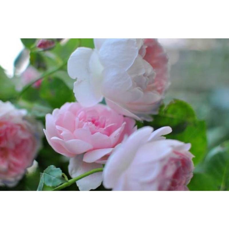 權杖之島 Scepter＇d Isle 植株強健多花/耐熱/沒藥香-細節圖7