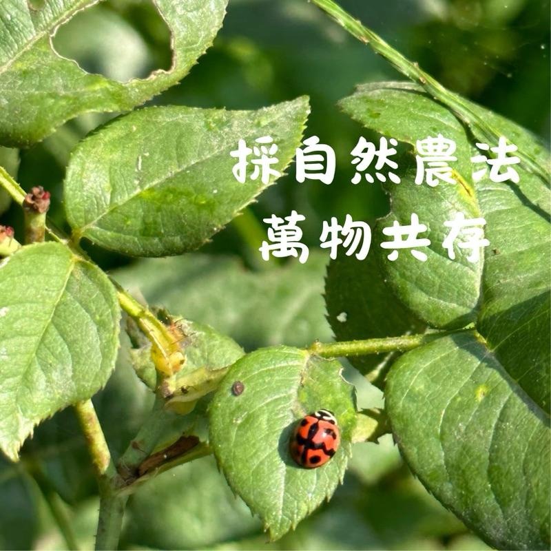 無毒食用玫瑰花瓣🌹產地直送❣️人工採摘🧑‍🌾自然農法｜無毒栽培｜友善環境｜循環農法-細節圖3