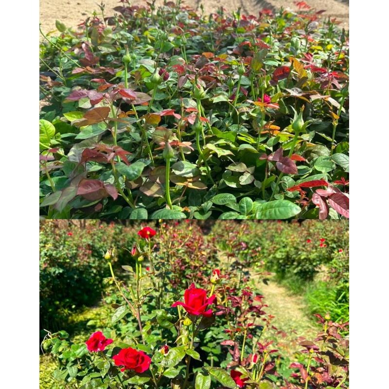 無毒食用玫瑰花瓣🌹產地直送❣️人工採摘🧑‍🌾自然農法｜無毒栽培｜友善環境｜循環農法-細節圖6