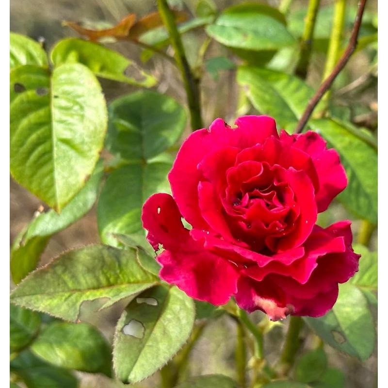 無毒食用玫瑰花瓣🌹產地直送❣️人工採摘🧑‍🌾自然農法｜無毒栽培｜友善環境｜循環農法-細節圖7