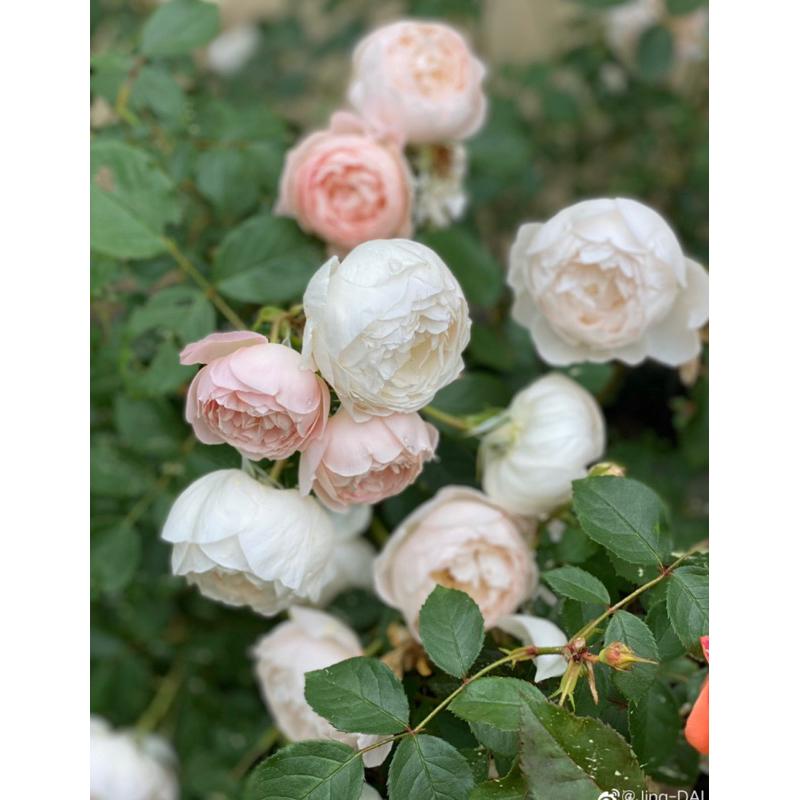 苔絲狄蒙娜 7-8吋盆 英國奧斯汀玫瑰 豐花 長勢強-細節圖2