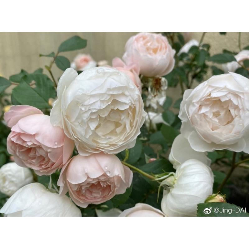 苔絲狄蒙娜 7-8吋盆 英國奧斯汀玫瑰 豐花 長勢強-細節圖3