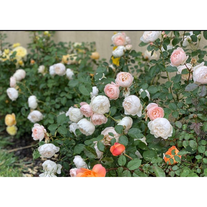 苔絲狄蒙娜 7-8吋盆 英國奧斯汀玫瑰 豐花 長勢強-細節圖4