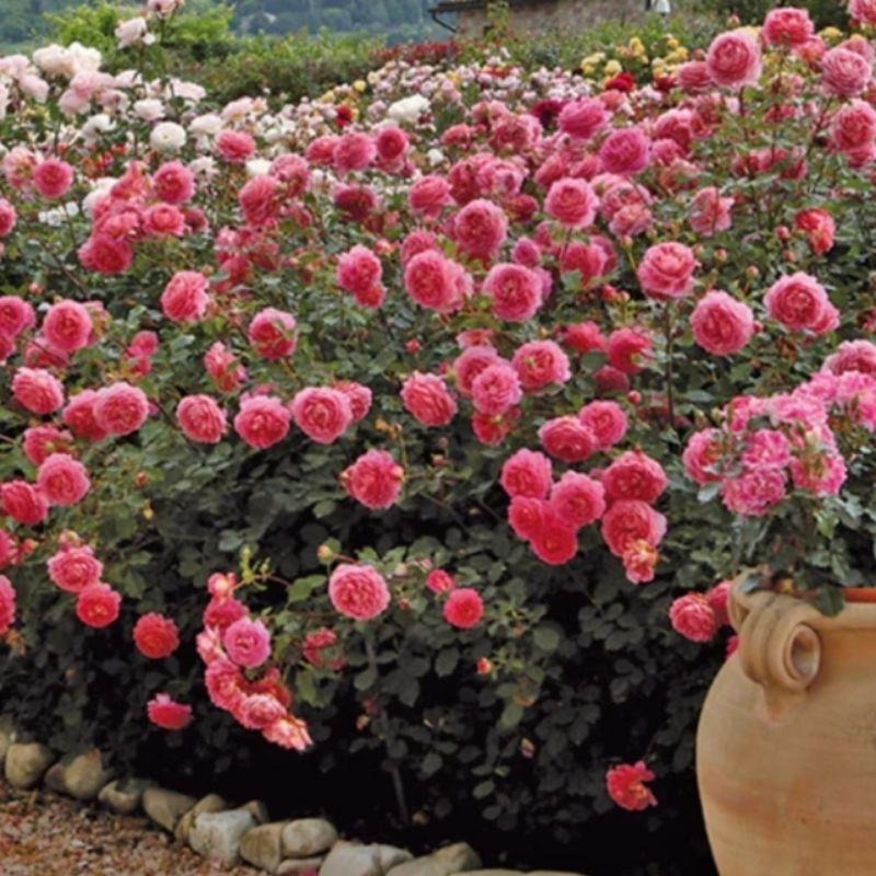 裘比莉慶典/銀禧慶典 7-8吋盆｜適合新手！Jubilee Celebration 灌木/中大輪/強香/耐熱-細節圖3