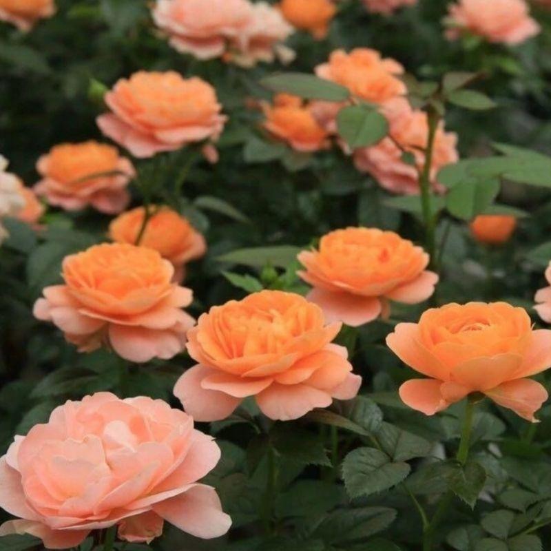 【限量 請把握】果汁陽台 Sun King Terrazza 豐花/灌木/中香/花期長/勤花/抗病性好/長勢強-細節圖3