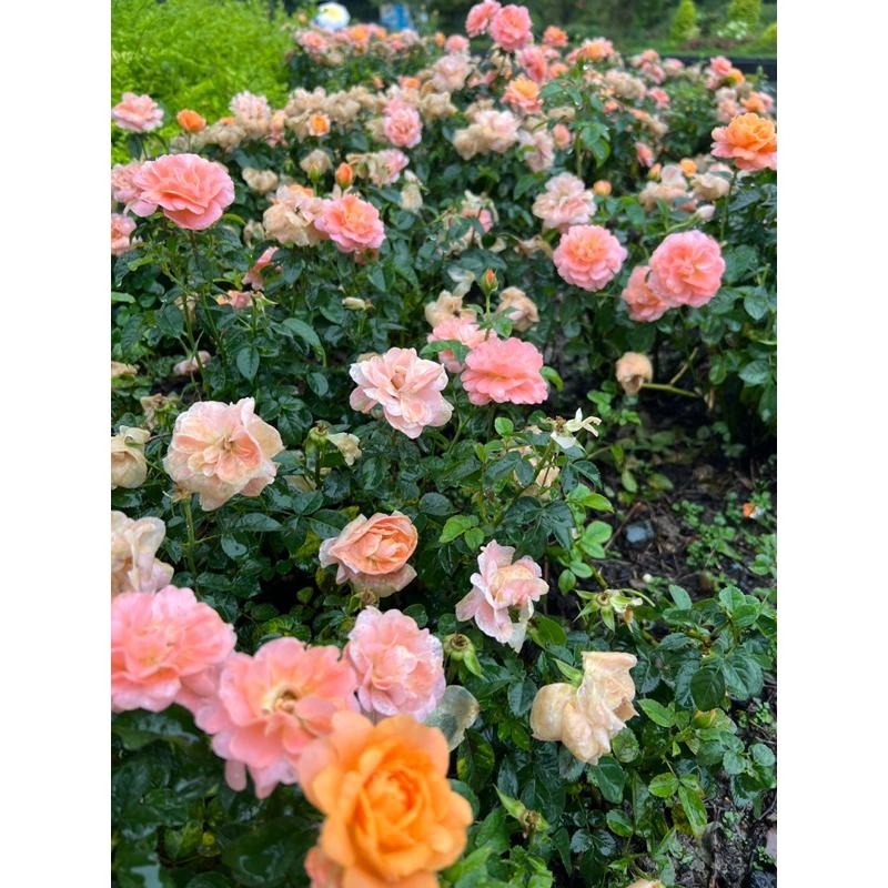 【限量 請把握】果汁陽台 Sun King Terrazza 豐花/灌木/中香/花期長/勤花/抗病性好/長勢強-細節圖6