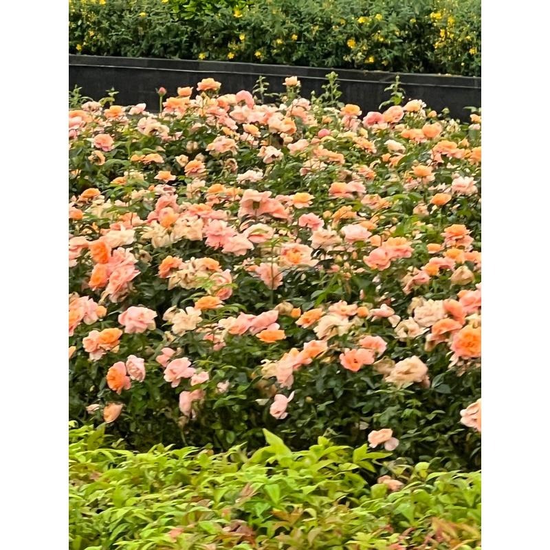 【限量 請把握】果汁陽台 Sun King Terrazza 豐花/灌木/中香/花期長/勤花/抗病性好/長勢強-細節圖9