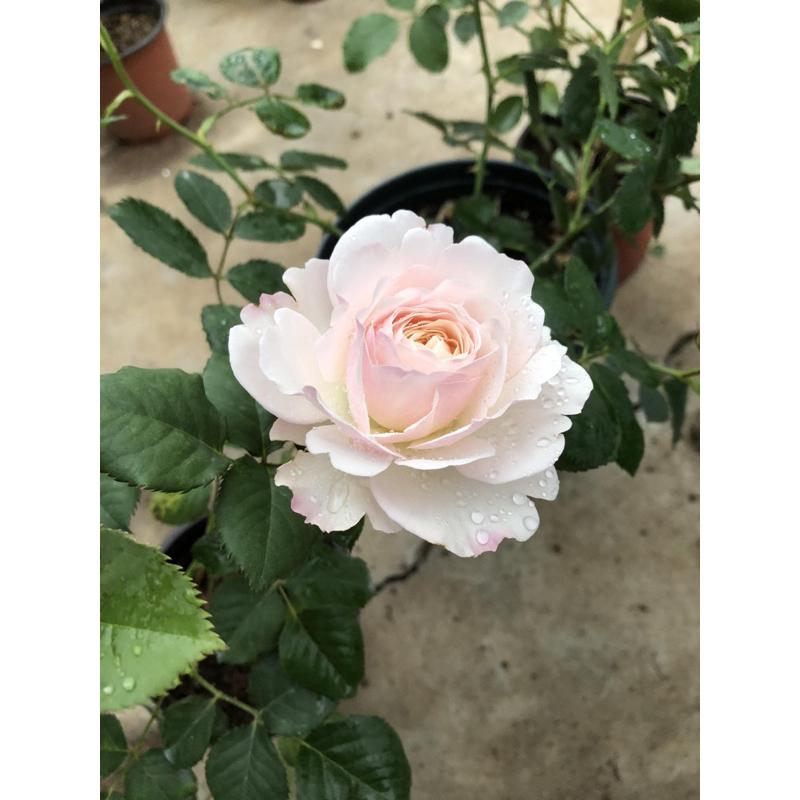 凱拉 7-8吋盆 花色美！療癒色系-細節圖3