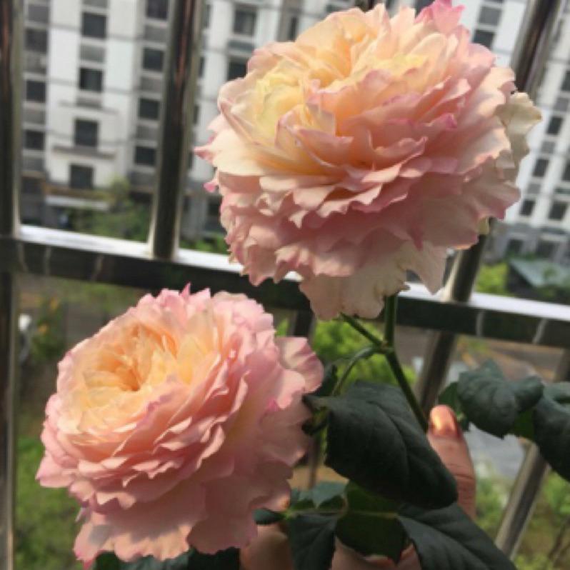 凱拉 7-8吋盆 花色美！療癒色系-細節圖4