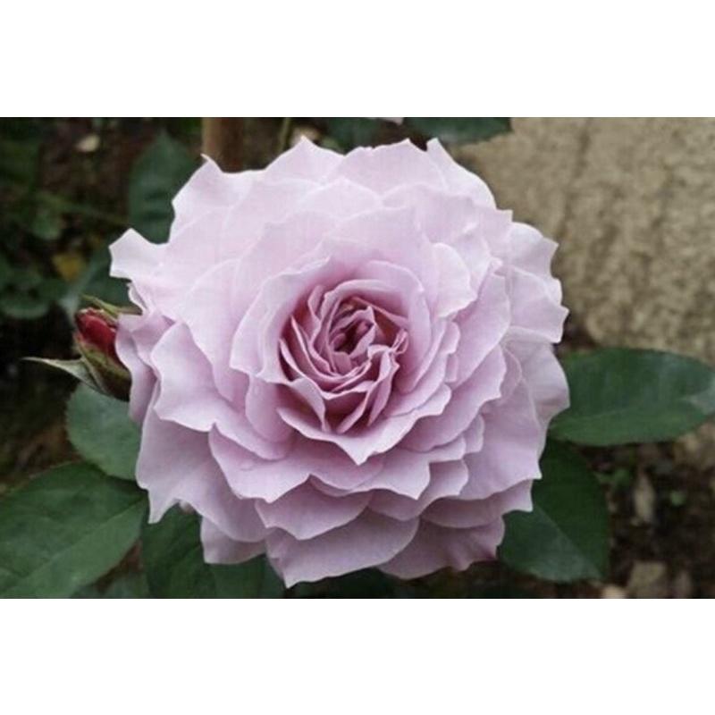 河本清流 日本玫瑰-細節圖2