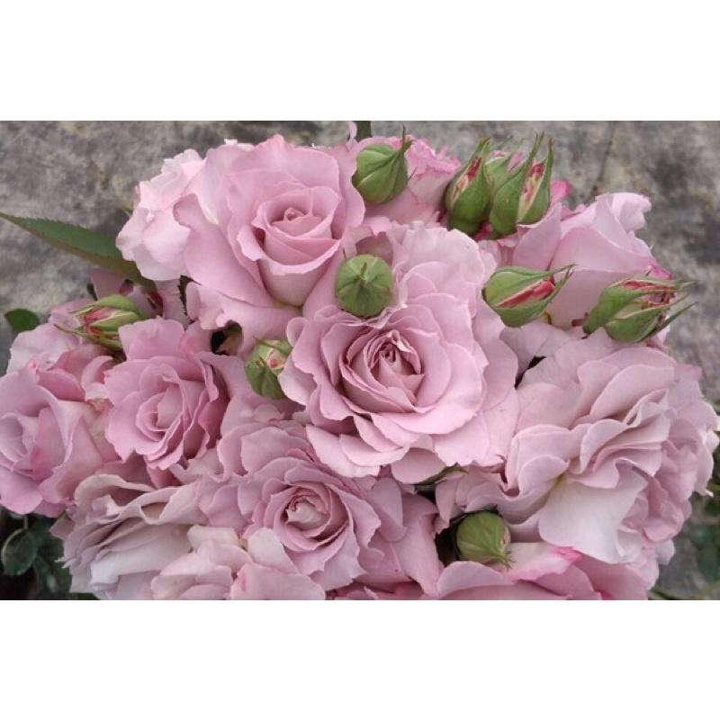 河本清流 日本玫瑰-細節圖3