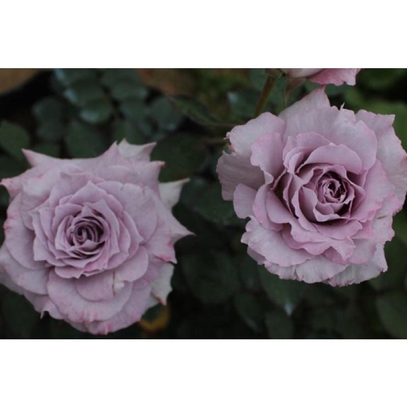 河本清流 日本玫瑰-細節圖4