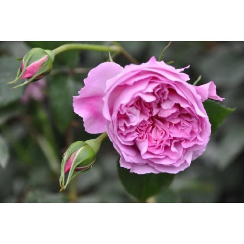 河本系列拉斐爾 7-8吋盆｜極美花色｜勤花｜適合新手｜花型周正-細節圖3