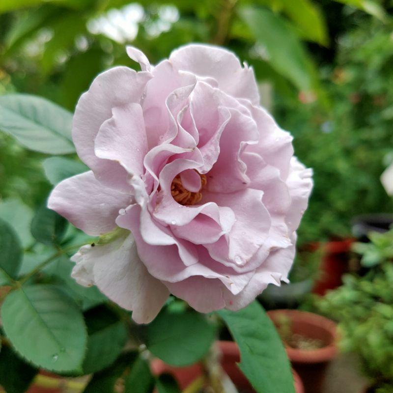 河本永恆 波浪花瓣！矮叢/豐花/中大輪/高心/四季開/強香/灌木/波浪花瓣/強健-細節圖2