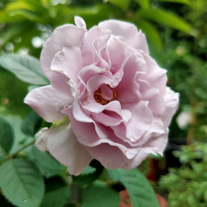 河本永恆 波浪花瓣！矮叢/豐花/中大輪/高心/四季開/強香/灌木/波浪花瓣/強健-細節圖3