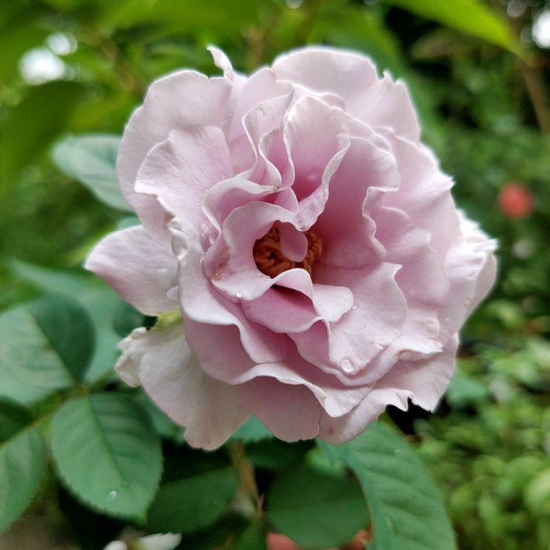 河本永恆 波浪花瓣！矮叢/豐花/中大輪/高心/四季開/強香/灌木/波浪花瓣/強健-細節圖4