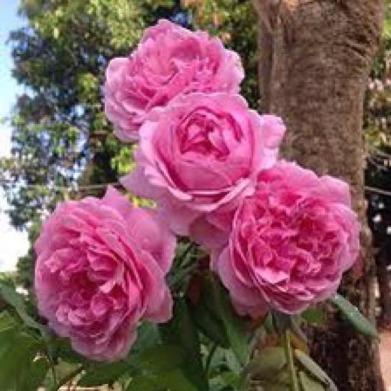 主教城堡 7-8吋盆 英國奧斯汀系列-細節圖2