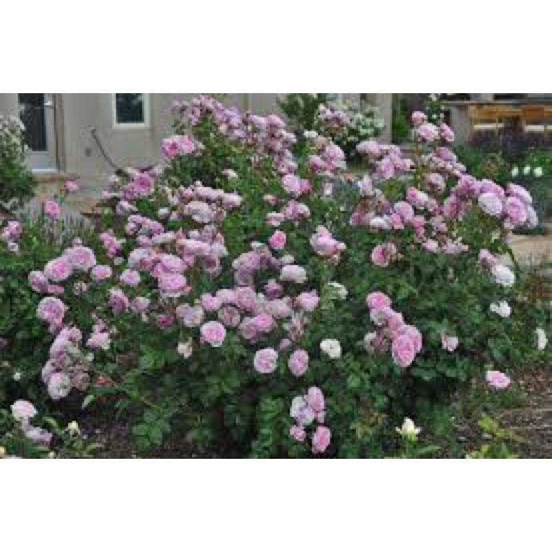 主教城堡 7-8吋盆 英國奧斯汀系列-細節圖3