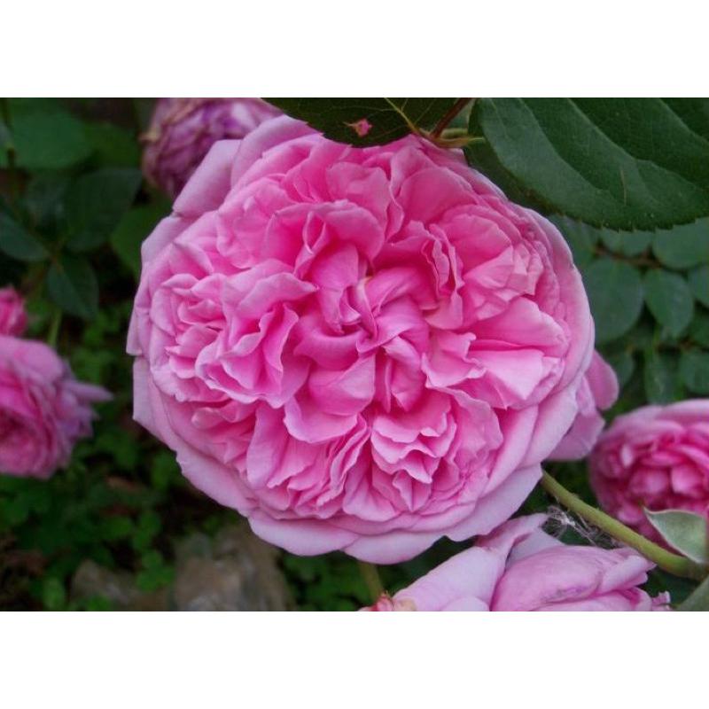 主教城堡 7-8吋盆 英國奧斯汀系列-細節圖7