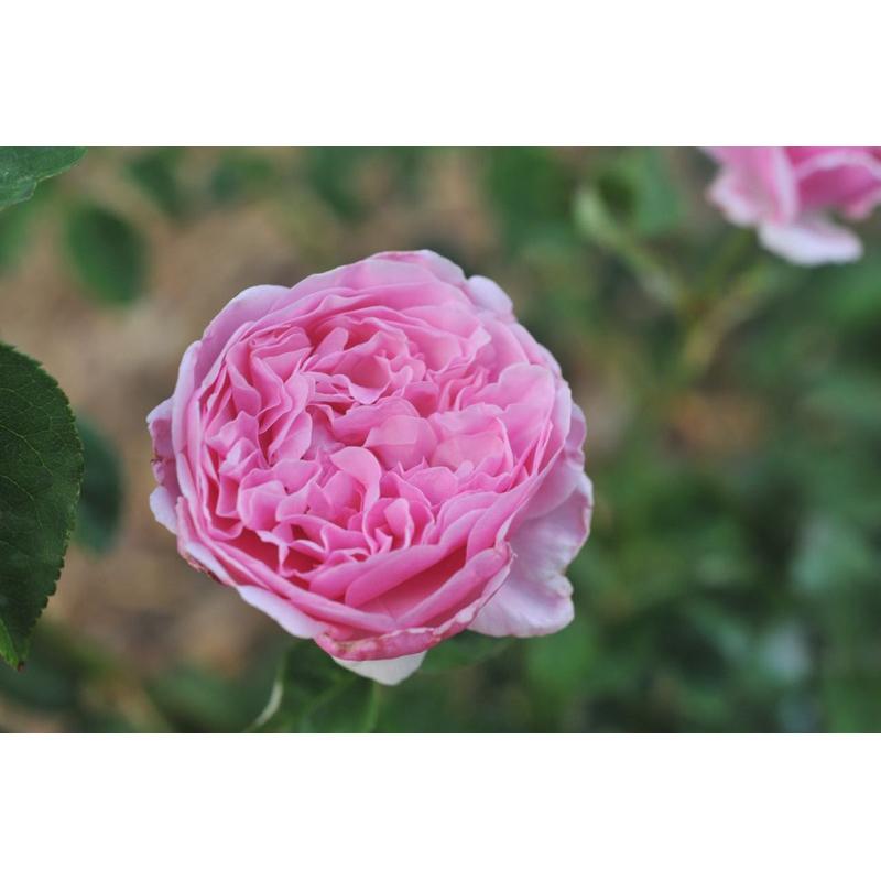 主教城堡 7-8吋盆 英國奧斯汀系列-細節圖8