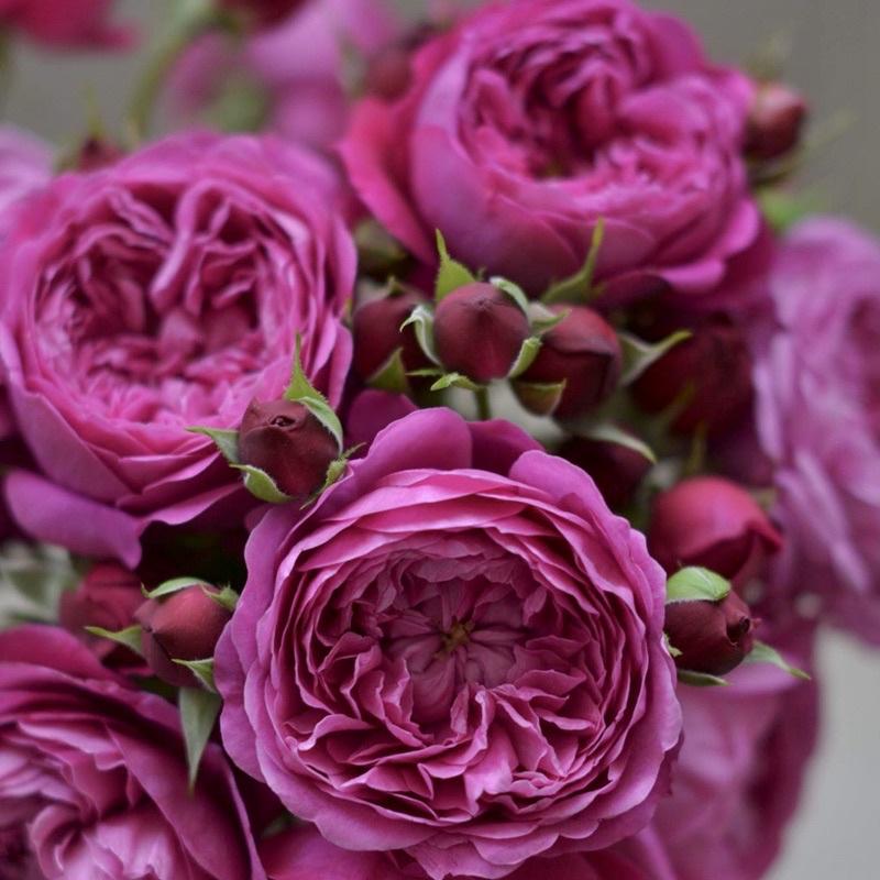 法式布盒 7-8吋盆 河本麻紀子-細節圖2