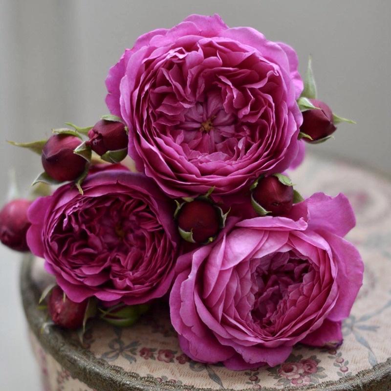 法式布盒 7-8吋盆 河本麻紀子-細節圖3