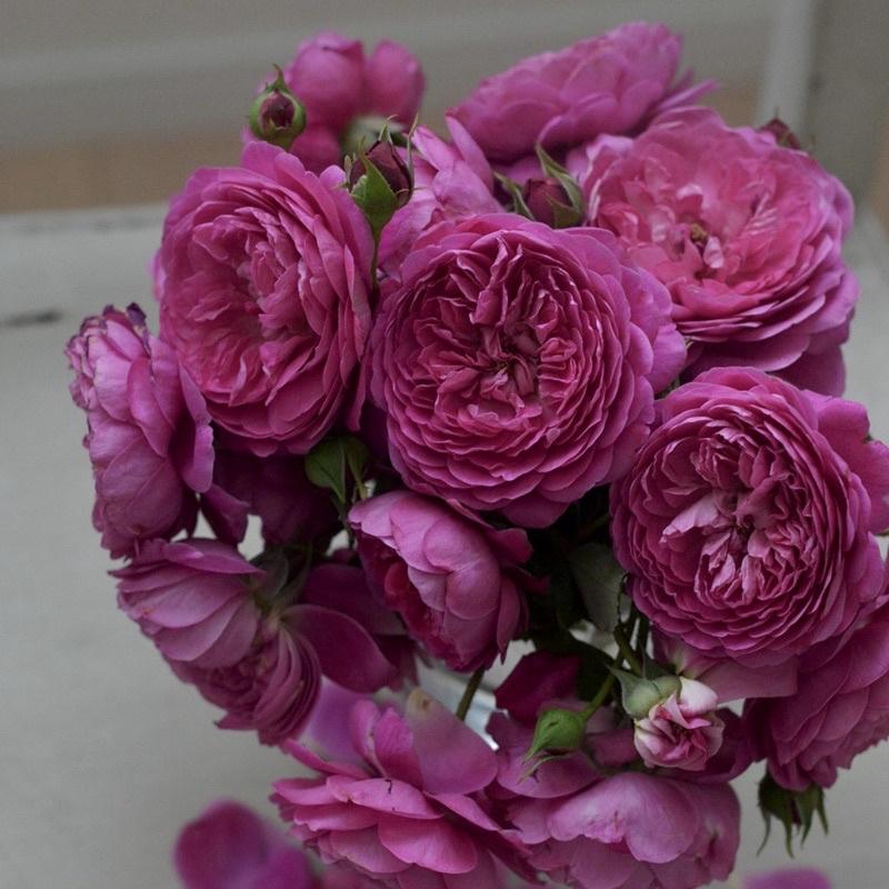 法式布盒 7-8吋盆 河本麻紀子-細節圖4