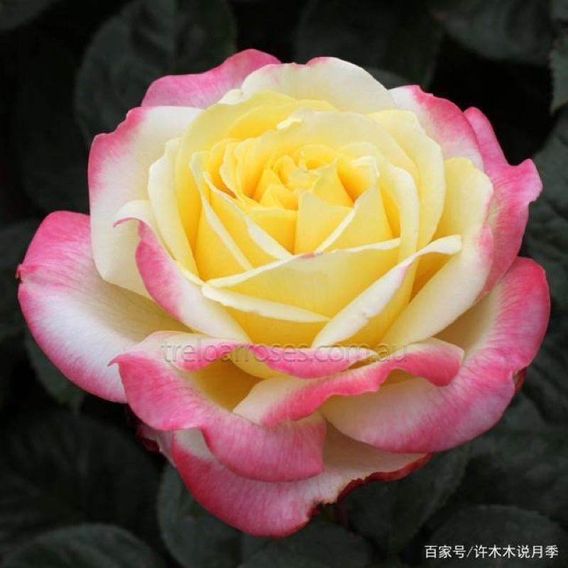 科德斯慶典 7-8吋盆 超級大花喔！耐熱-細節圖5