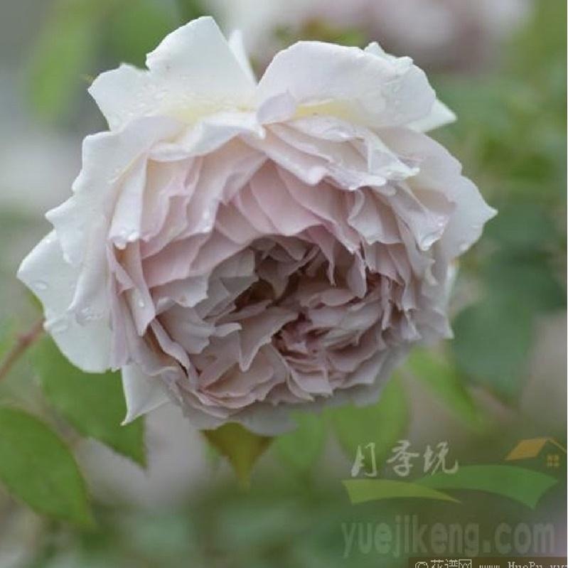 河本金色玫瑰長袍 3-4吋盆 顏色多變化 非常引人矚目的品種-細節圖3