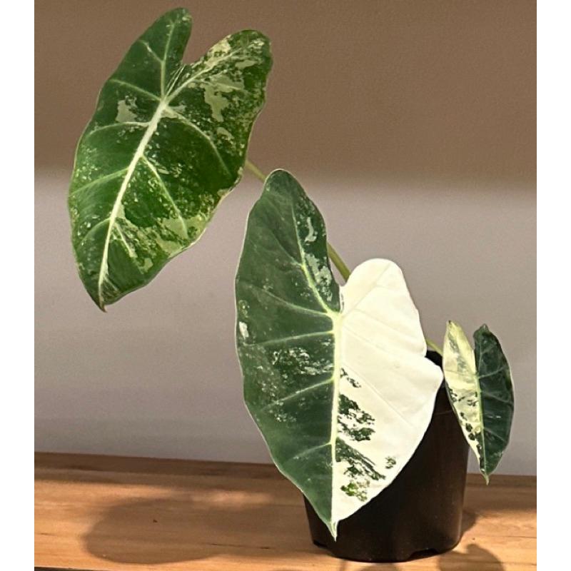新品限時優惠🏷️美斑絨觀音蓮 5-6吋盆｜葉子保證4-8片｜品種觀音蓮｜皆經嚴選出貨-細節圖2