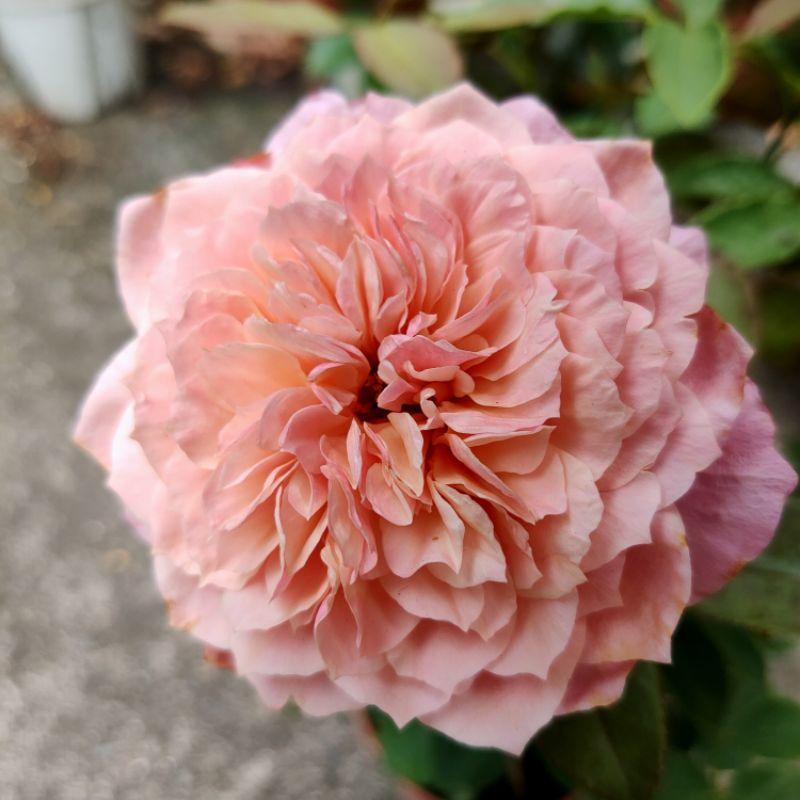 雅 Miyabi 適合新手！大輪/強香/簇開型/強香/花朵碩大/花開持久/一莖獨立開花/微香-細節圖5