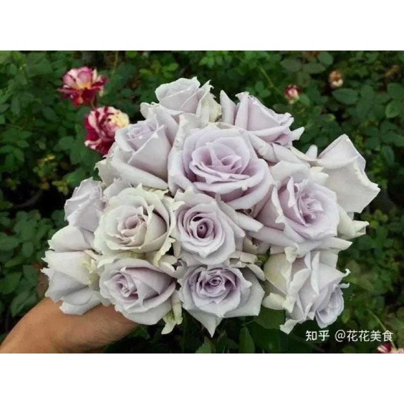 限量 大地之藍 7-8吋盆-細節圖2