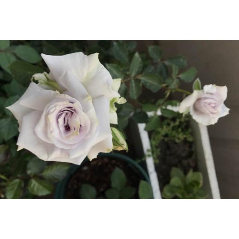 限量 大地之藍 7-8吋盆-細節圖3