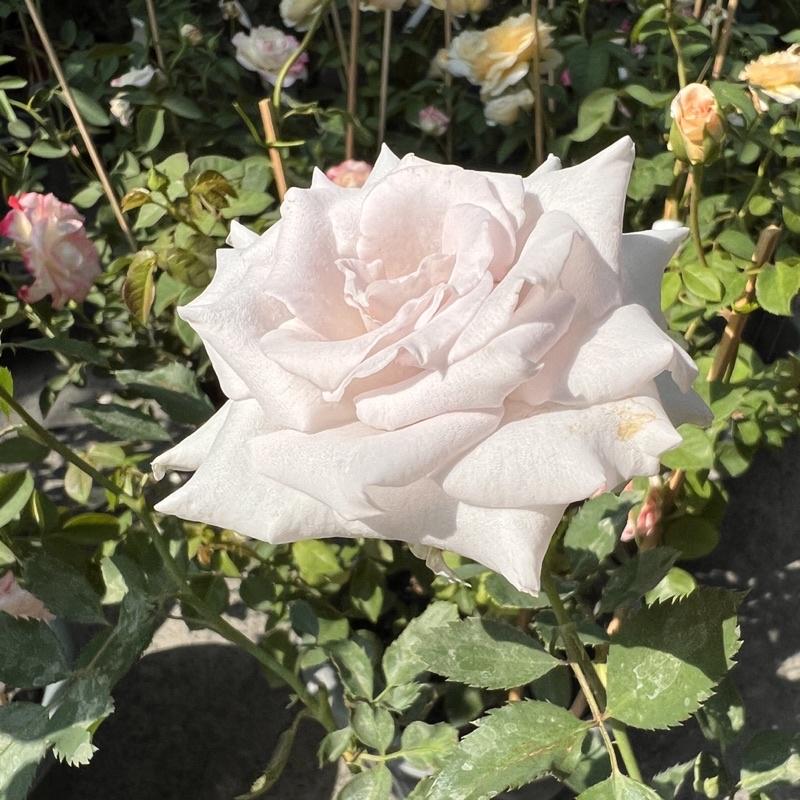 限量 大地之藍 7-8吋盆-細節圖4