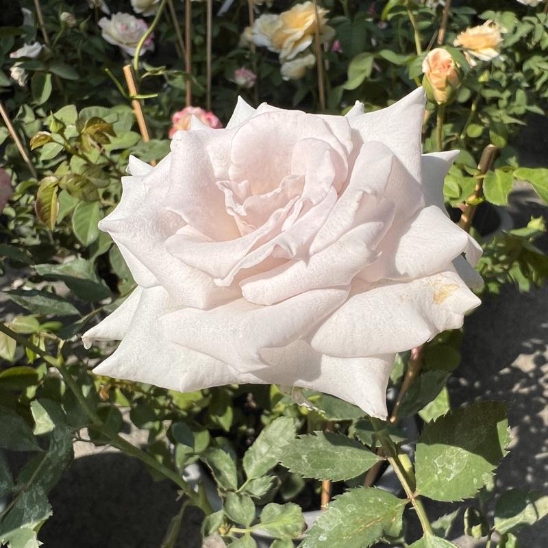 限量 大地之藍 7-8吋盆-細節圖5