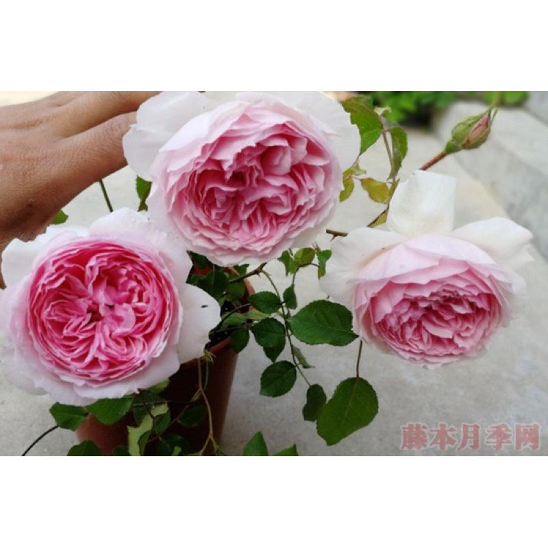 威基伍德 四季開 花量大！適合台灣種植-細節圖3