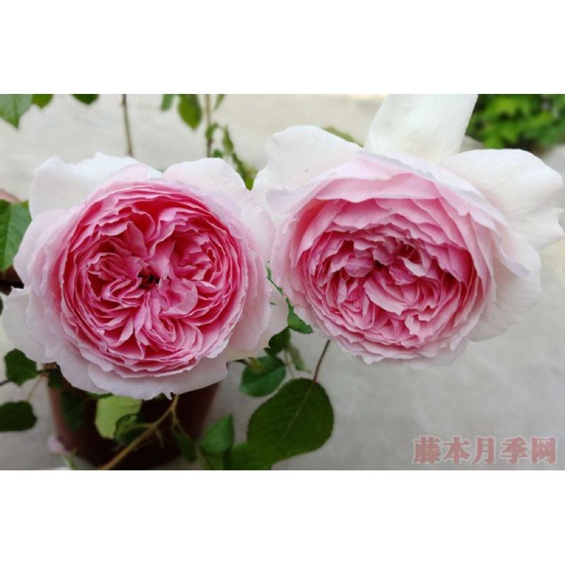 威基伍德 四季開 花量大！適合台灣種植-細節圖4
