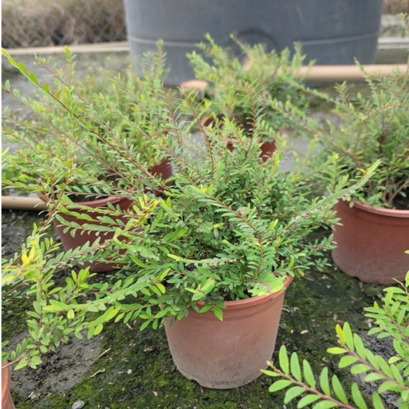 葉下珠 5-6吋盆 觀葉植物 可可愛愛 淨化空氣 療癒身心-細節圖2