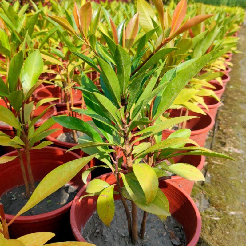 春不老 6吋盆 觀葉植物 實拍！-細節圖2