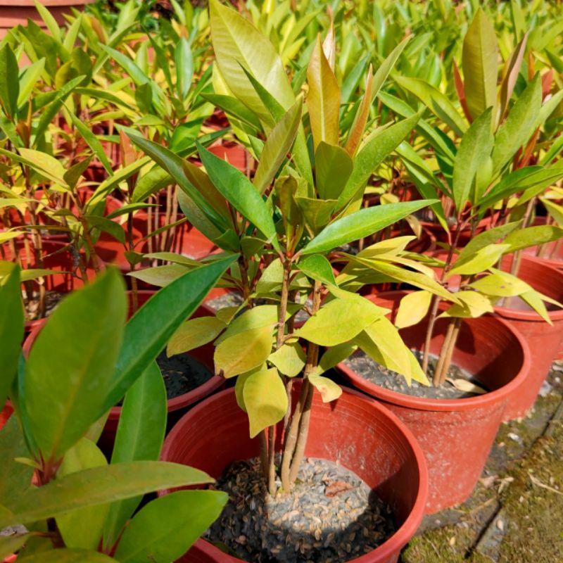 春不老 6吋盆 觀葉植物 實拍！-細節圖3