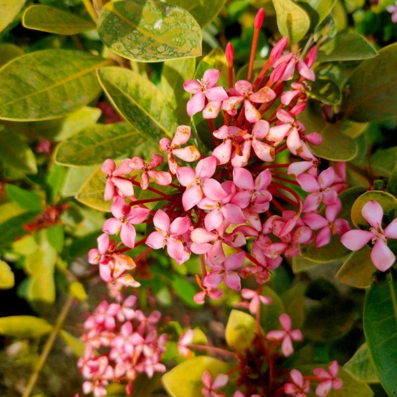 🌸品種仙丹🌸宮粉仙丹｜矮粉仙丹 5-6吋盆-細節圖2