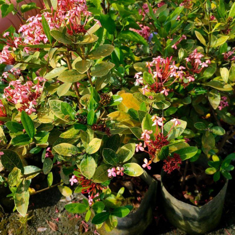 🌸品種仙丹🌸宮粉仙丹｜矮粉仙丹 5-6吋盆-細節圖3