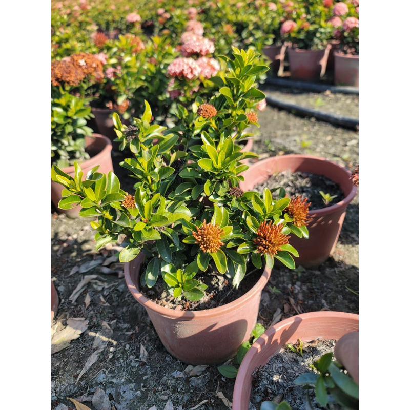 🌸品種仙丹🌸宮粉仙丹｜矮粉仙丹 5-6吋盆-細節圖5