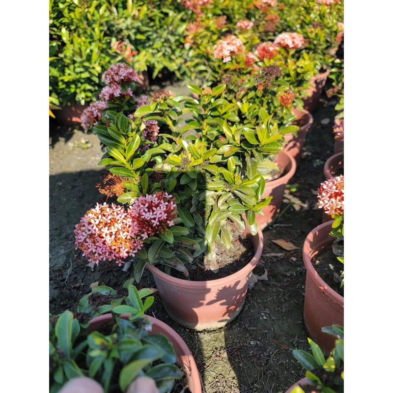🌸品種仙丹🌸宮粉仙丹｜矮粉仙丹 5-6吋盆-細節圖6