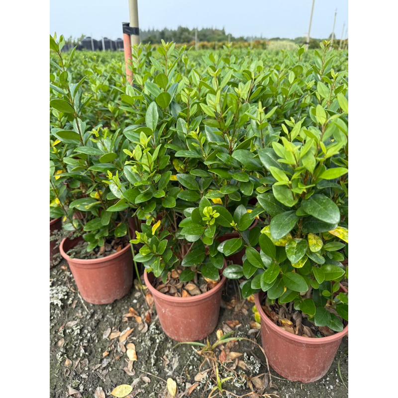 厚葉女貞（日本女貞） 5-6吋盆 觀葉植物 實拍！-細節圖2