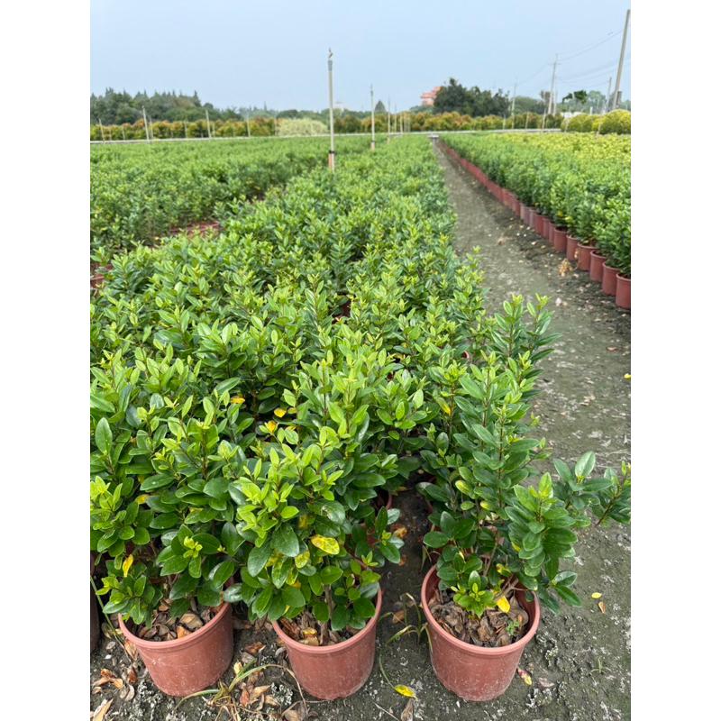 厚葉女貞（日本女貞） 5-6吋盆 觀葉植物 實拍！-細節圖3