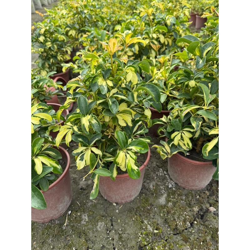 🌿鵝掌藤品種系列🌿｜美斑鵝掌藤｜黃金鵝掌藤｜細葉鵝掌藤 ｜一般鵝掌藤｜5-6吋盆 觀葉植物 實拍！-細節圖2