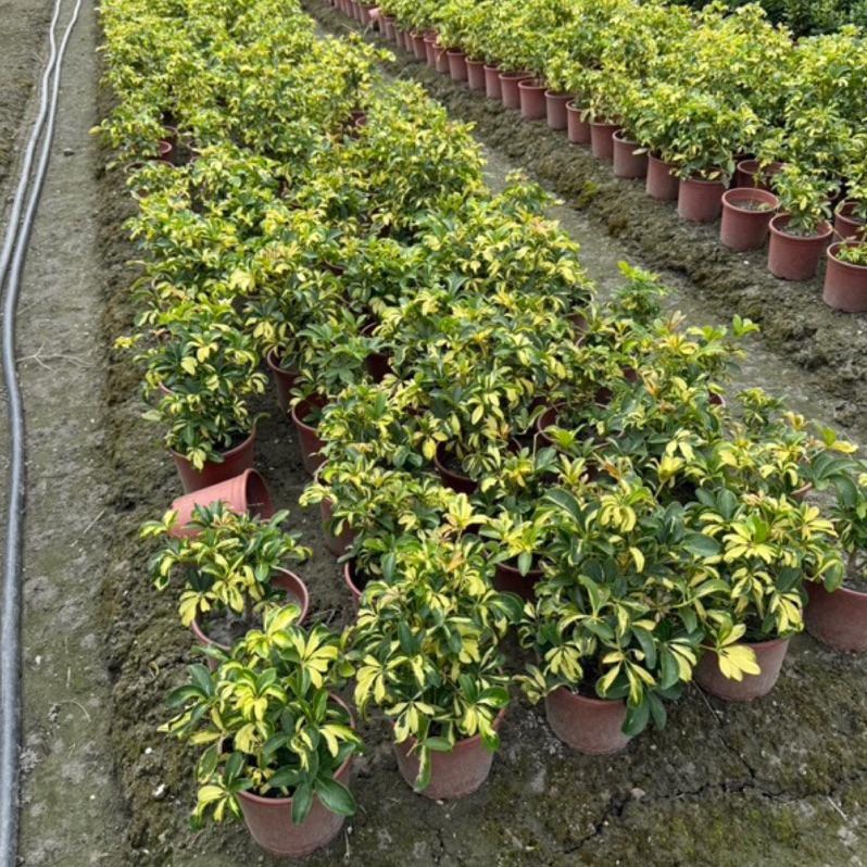 🌿鵝掌藤品種系列🌿｜美斑鵝掌藤｜黃金鵝掌藤｜細葉鵝掌藤 ｜一般鵝掌藤｜5-6吋盆 觀葉植物 實拍！-細節圖3